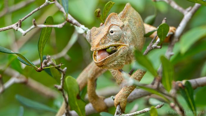 Lizards of Madagascar