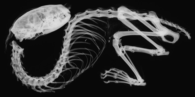 NARA, NARA PREFECTURE, JAPAN Photo shows an X-ray of the 