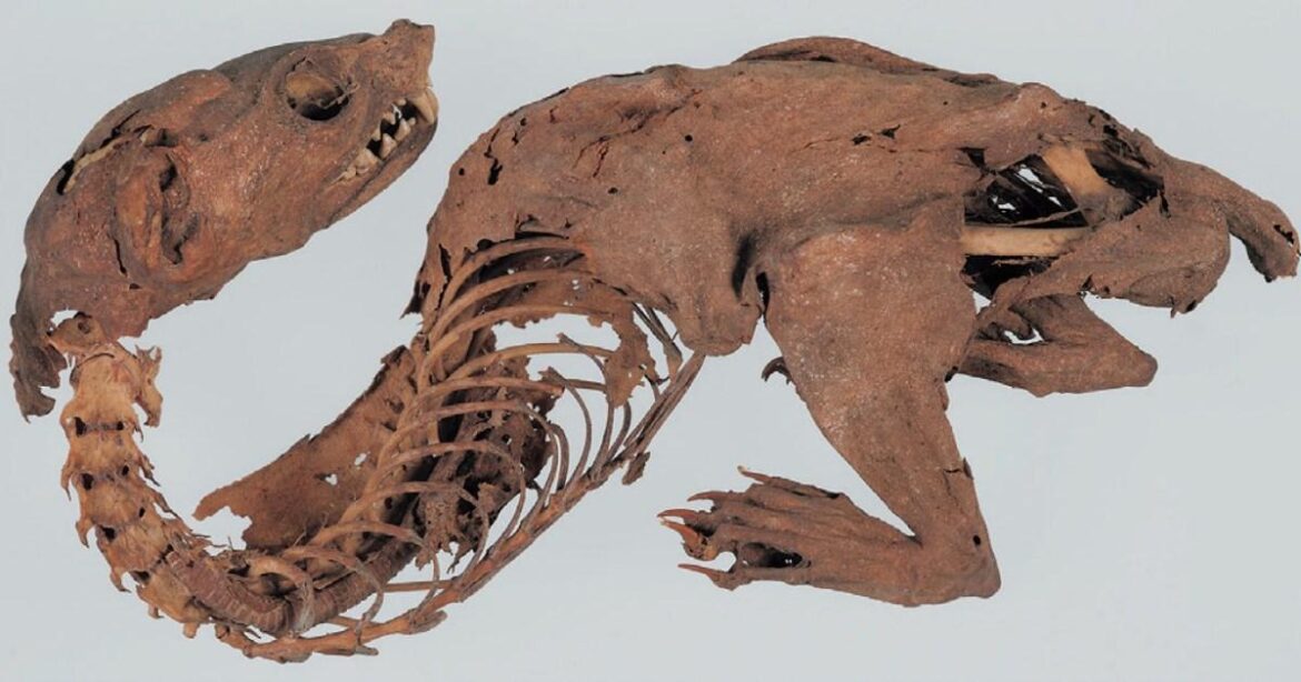 Mystery of 600-year-old Japanese mummified ‘dragon’ solved | News World Mystery of 600-year-old Japanese mummified 'dragon' solved | News World