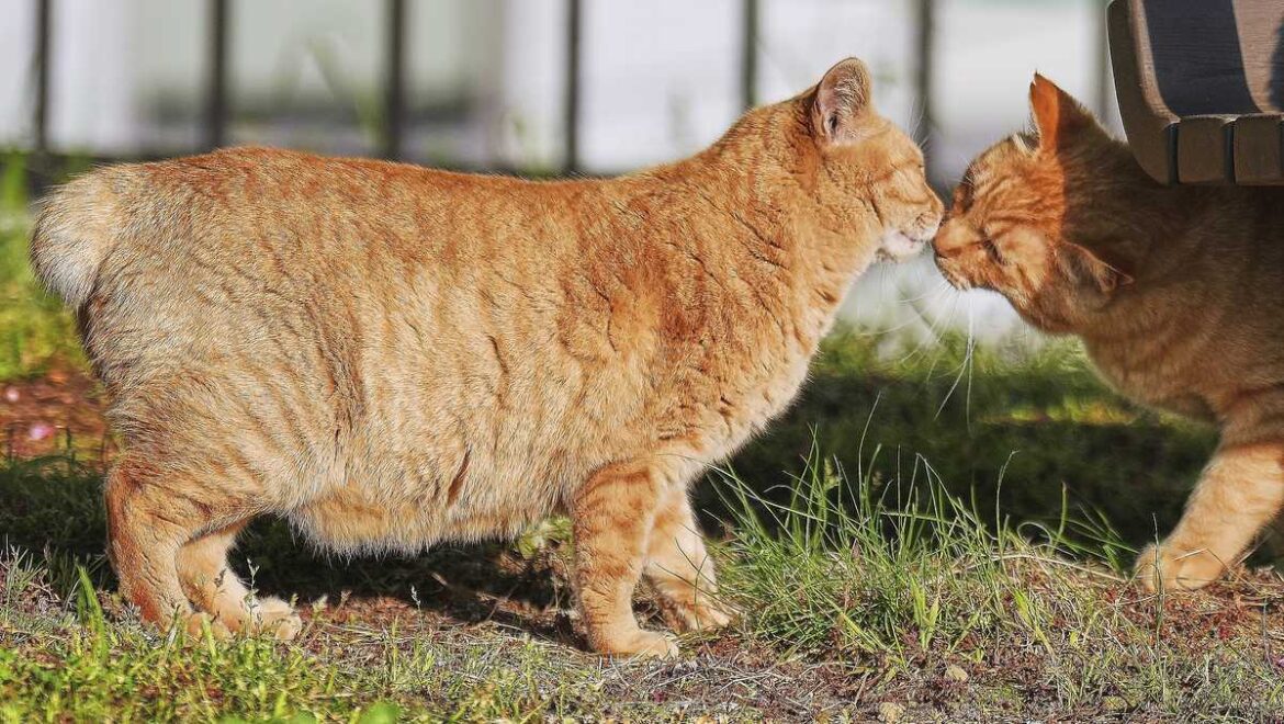 Cats with hooked and bent tails are considered lucky in this city Cats with hooked and bent tails are considered lucky in this city