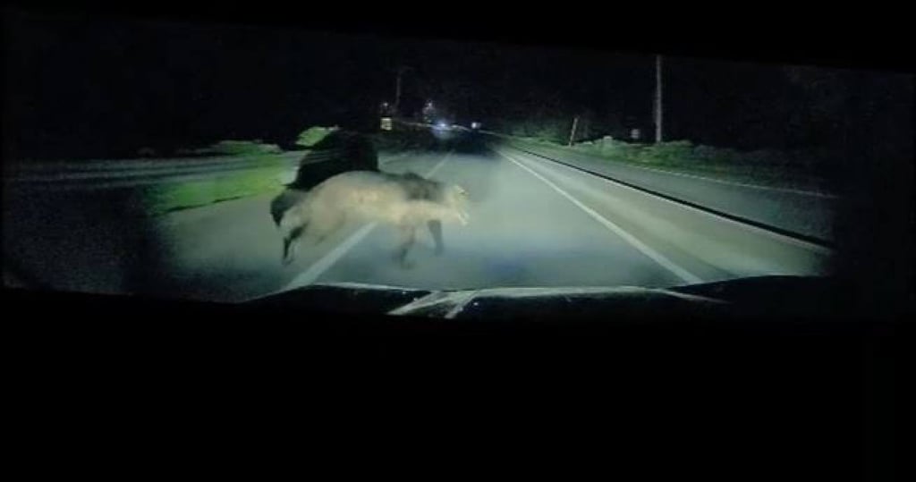 Screengrab from a dashcam camera as a bear runs across the road on June 17 in Hokkaido. Photo: Hokkaido Prefectural Police