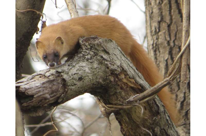 Investigating population density and habitat use of the introduced Japanese weasel