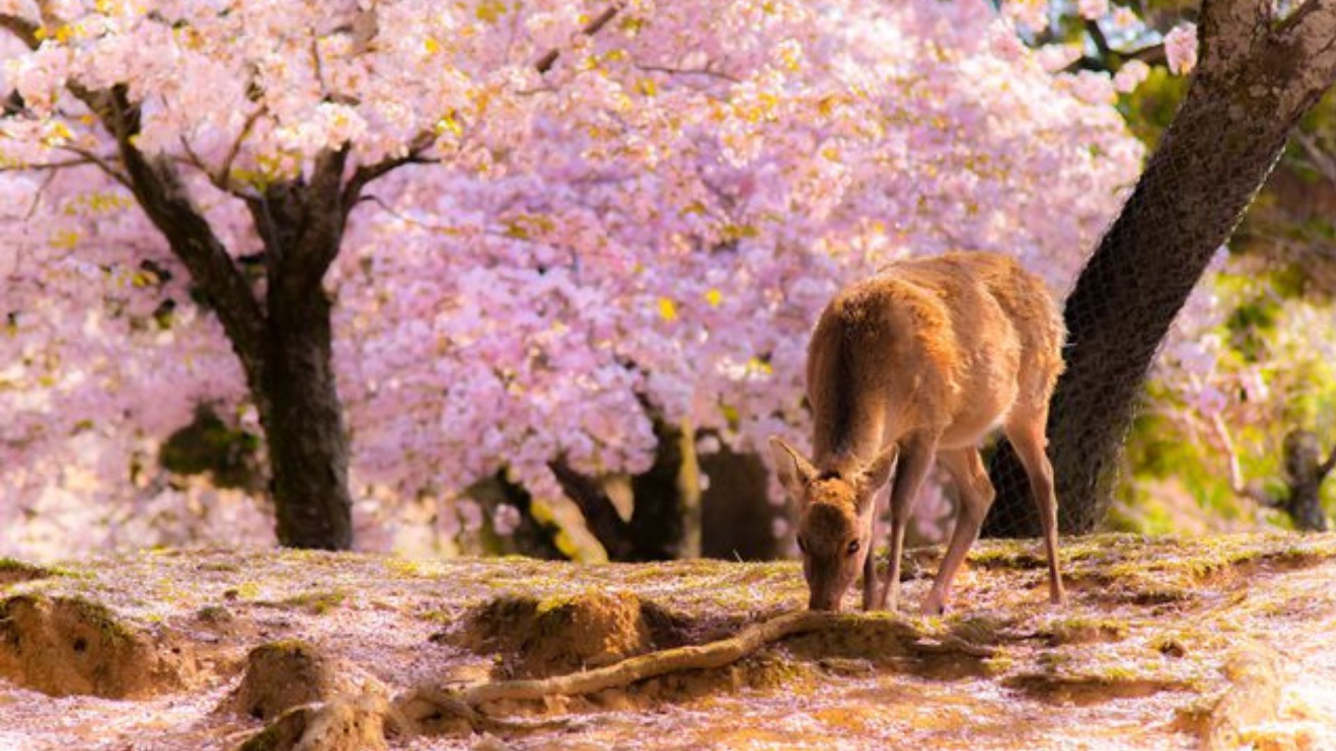 Nara