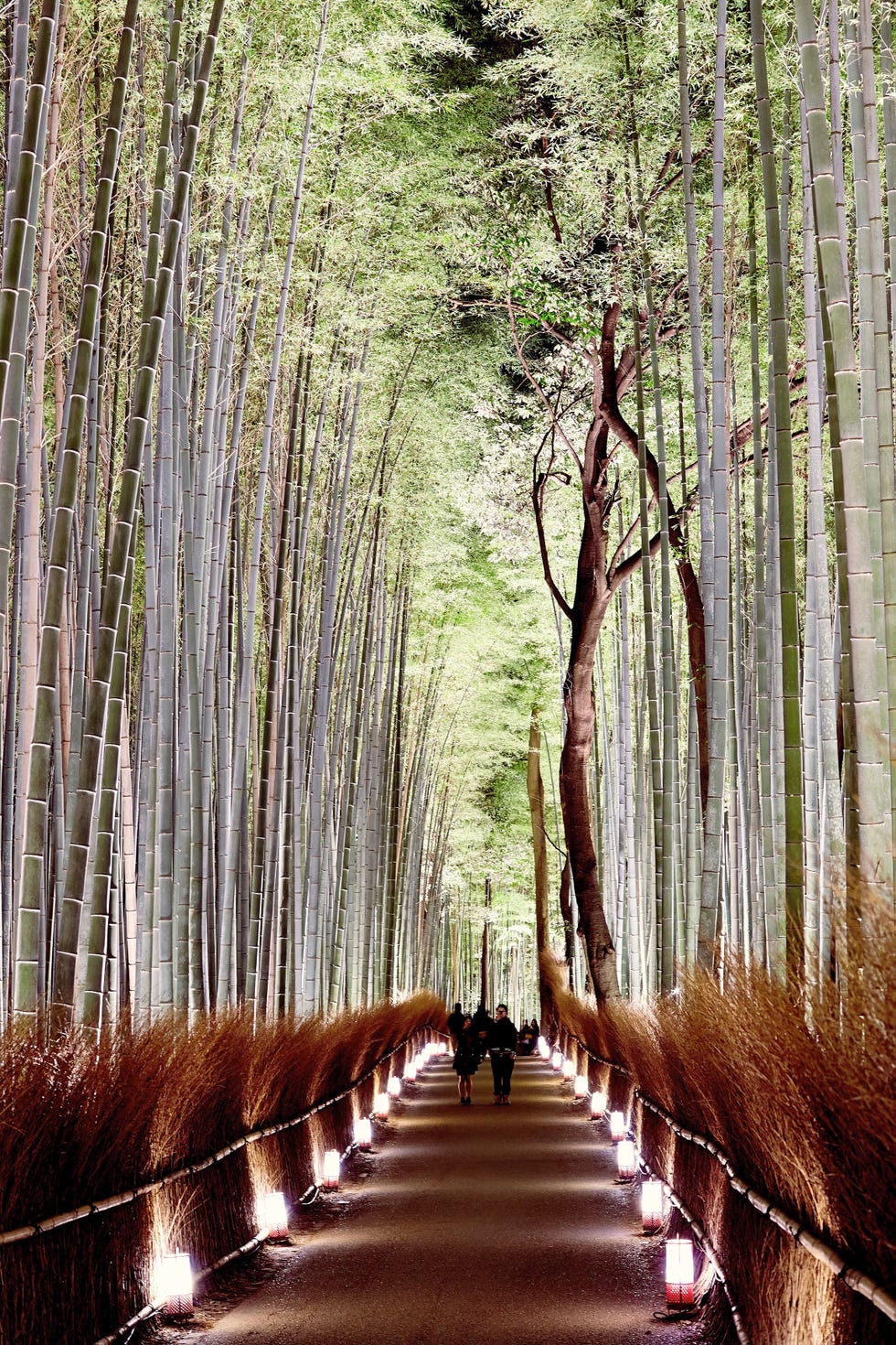 bamboo forest
