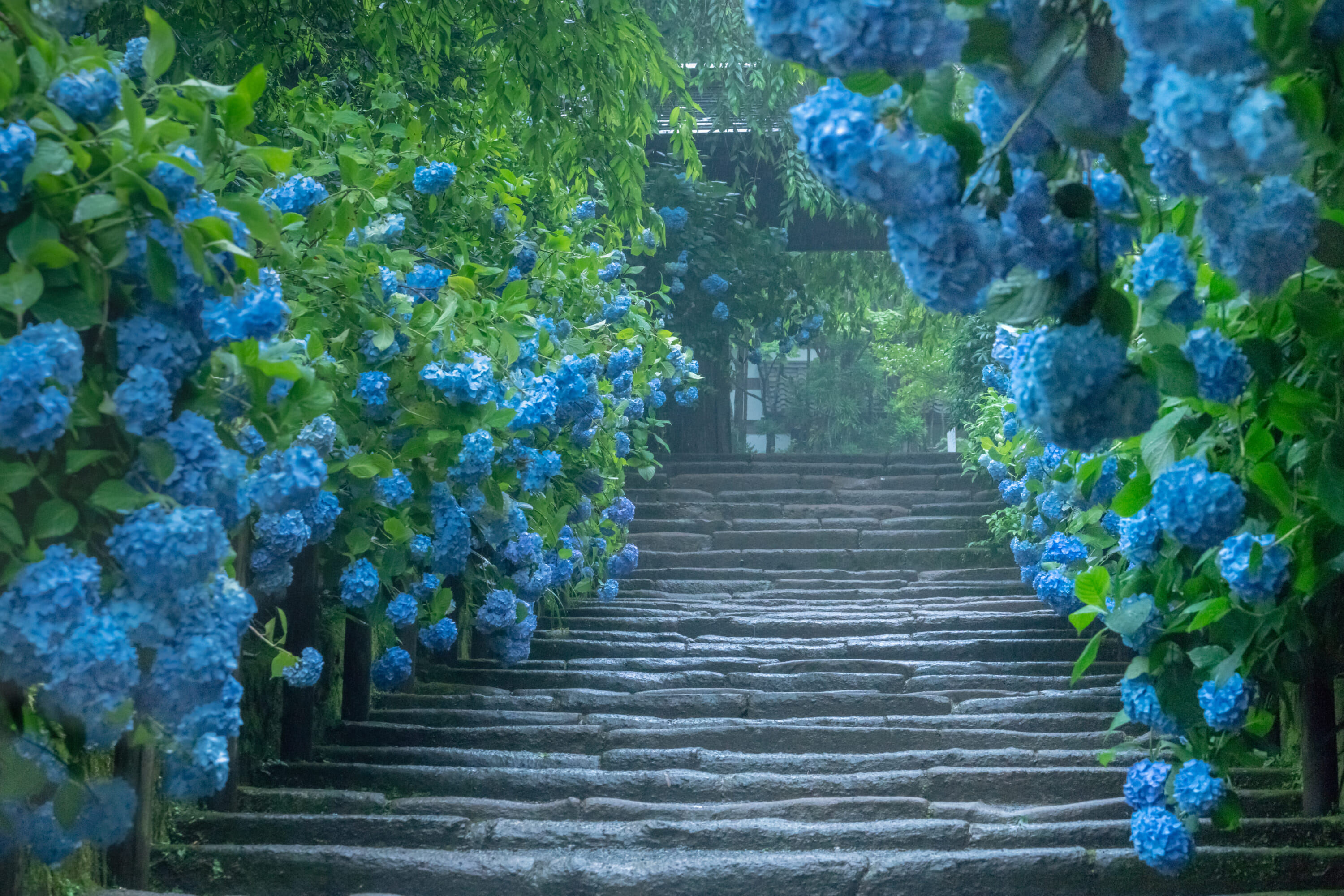 hydrangea tokyo