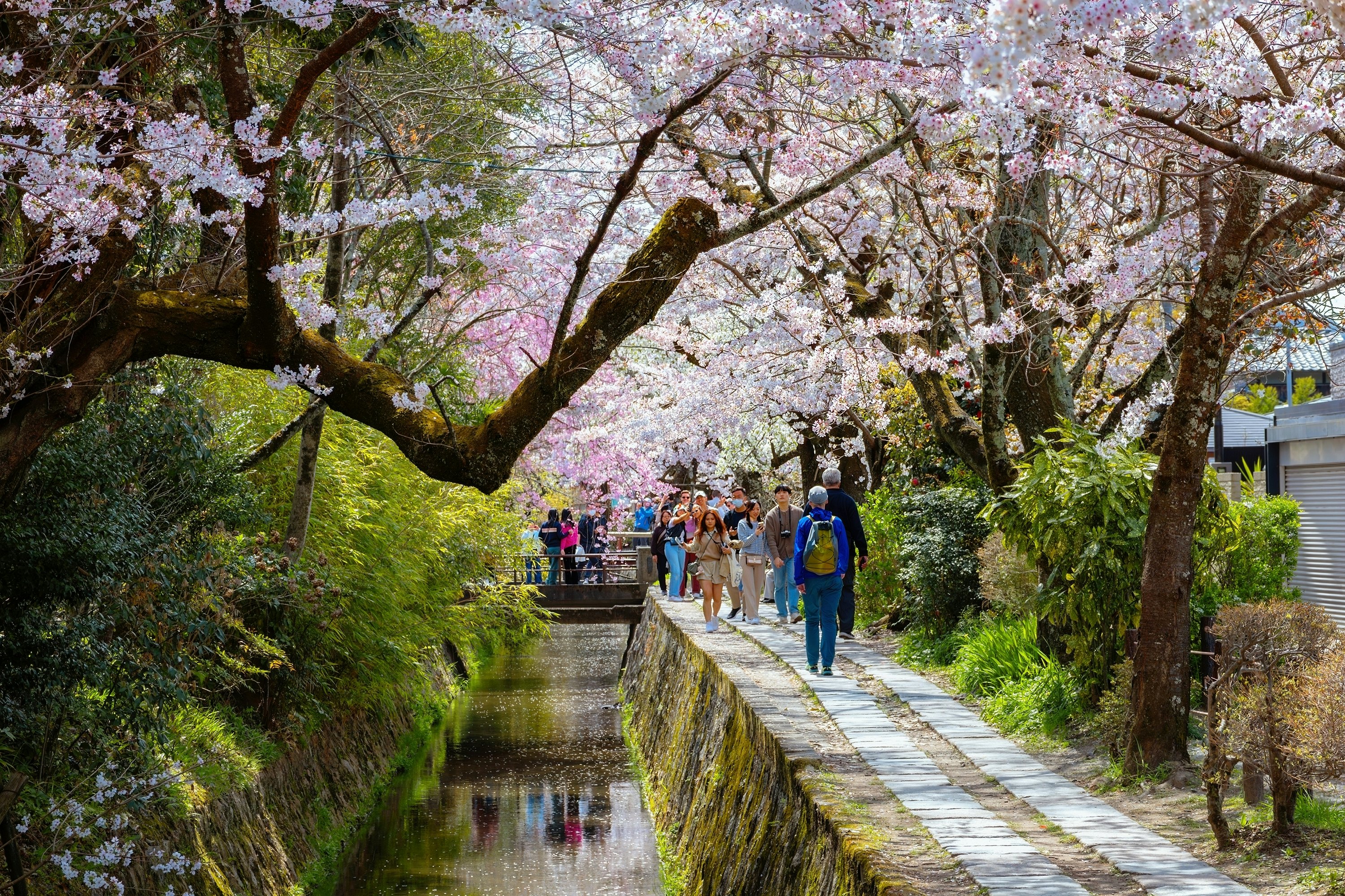Cherry blossom along the Philosopher's Path, a stone path through the northern part of Kyoto's Higashiyama district.