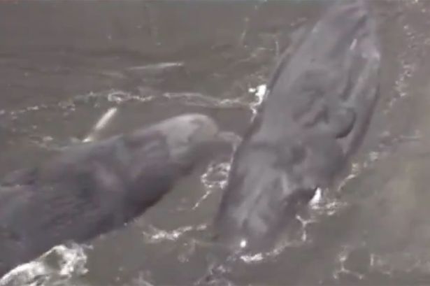 Four whales were spotted washed ashore in Japan