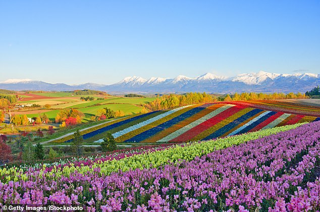It can be especially useful for holidaymakers interested in combining a visit to a major hub with a historic deep dive in Hiroshima or a skiing excursion in Hokkaido (pictured)