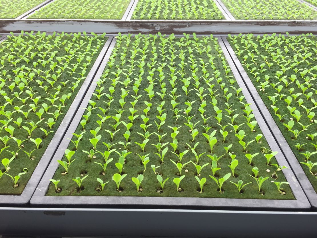 Growing time, from seed to harvest, is a lean 40 days. 