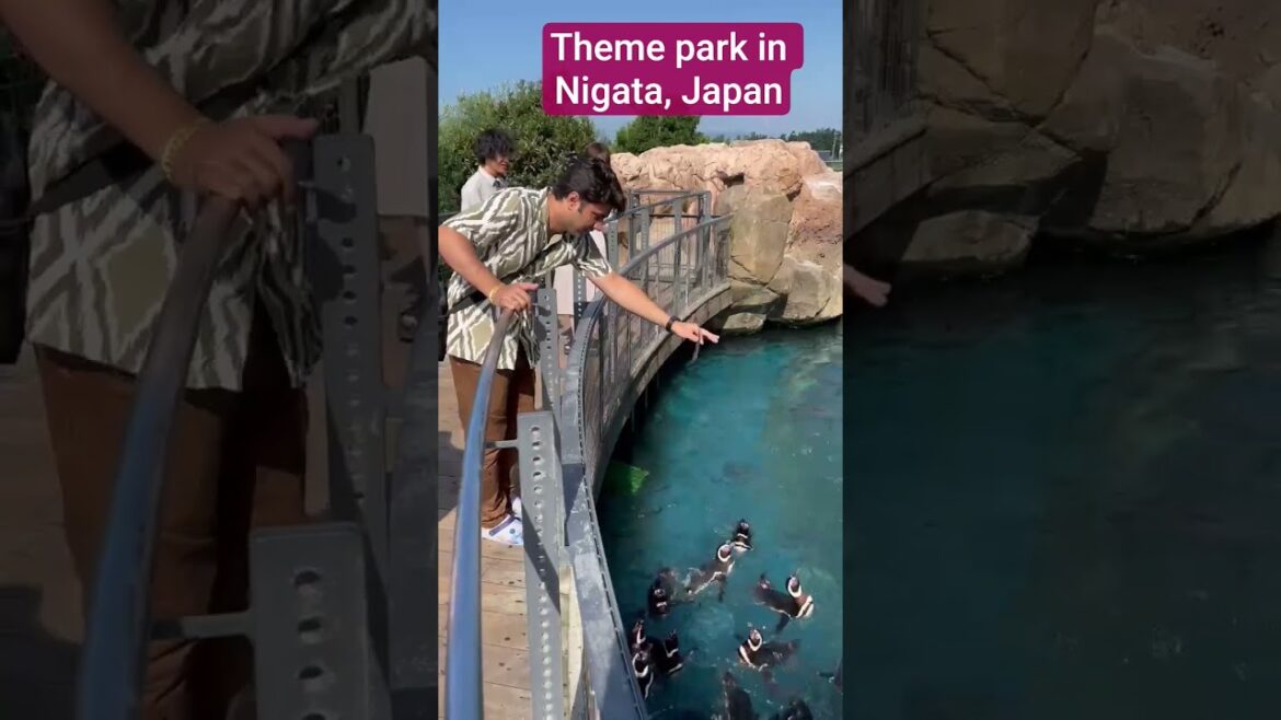 Theme park in Nigata, Japan with animal feeding activities#adventureexploring #travel #japantravel