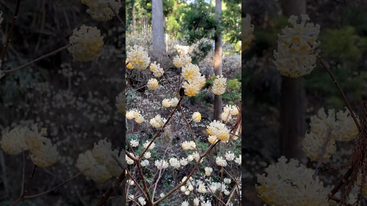 Edgeworthia chrysantha | paperbush #japan  #travel #countrybeauty #fy #plants