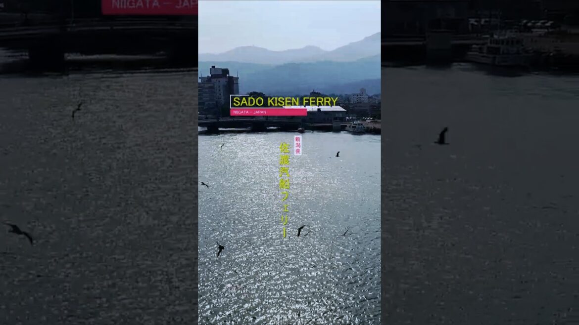 ⛴️ Sailing to Sado Island: A Slow Journey Across the Sea of Japan with Seagulls 🕊️