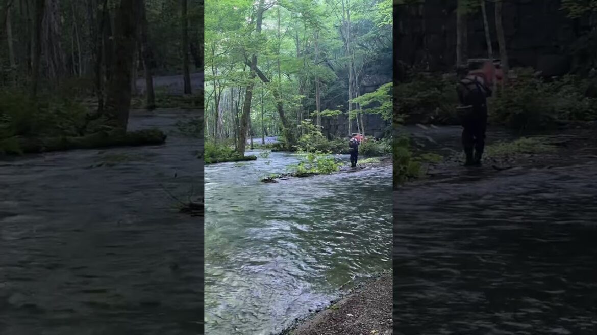 【奥入瀬速報】梅雨ってどこ行ったの？(2025年6月29日)#奥入瀬渓流 #十和田市 #自然 #十和田湖 #旅行 #八甲田山 #aomori #oirase #tohoku