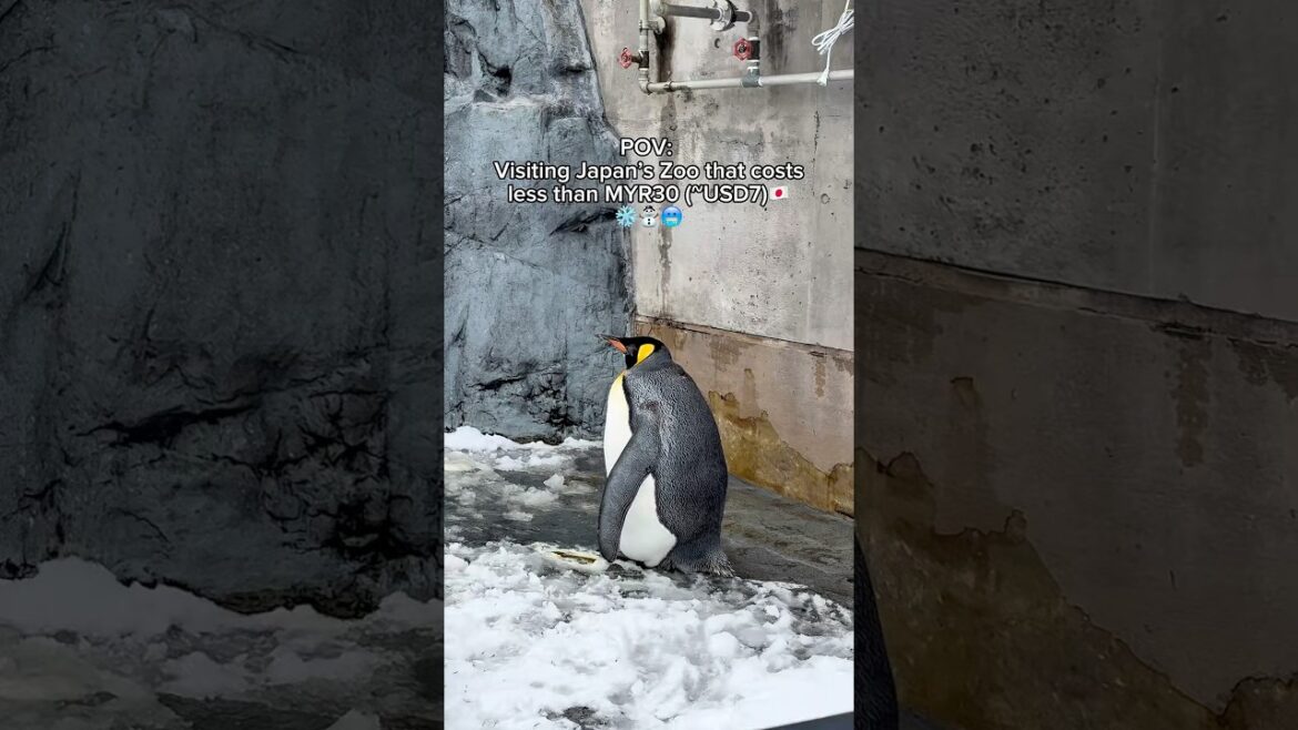 Asahiyama Zoo, Hokkaido - What to Expect in Winter ❄️ | 北海道旭山动物园✨