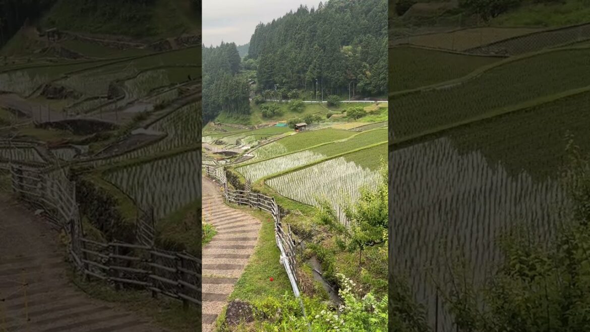 【愛知・四谷の千枚田】田植え直後の“水鏡”が輝く棚田!歩道を歩く|Yotsuya Senmaida 【愛知・四谷の千枚田】田植え直後の“水鏡”が輝く棚田!歩道を歩く|Yotsuya Senmaida