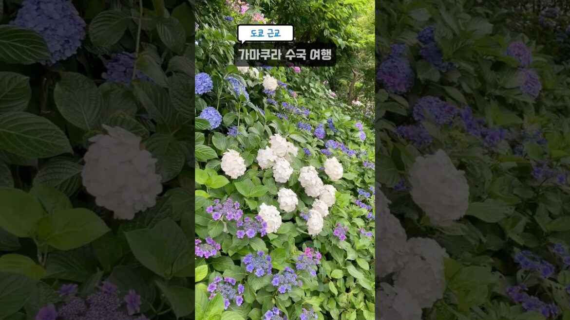 수국이 한가득! 도쿄 근교 가마쿠라 여행 #수국 #hydrangea #紫陽花