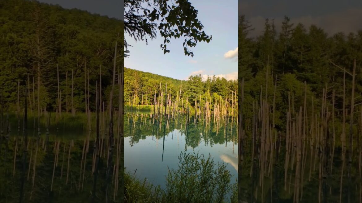 美瑛　青い池#癒し旅 #旅行 #景色綺麗 #観光 #青い池 #美瑛#shorts