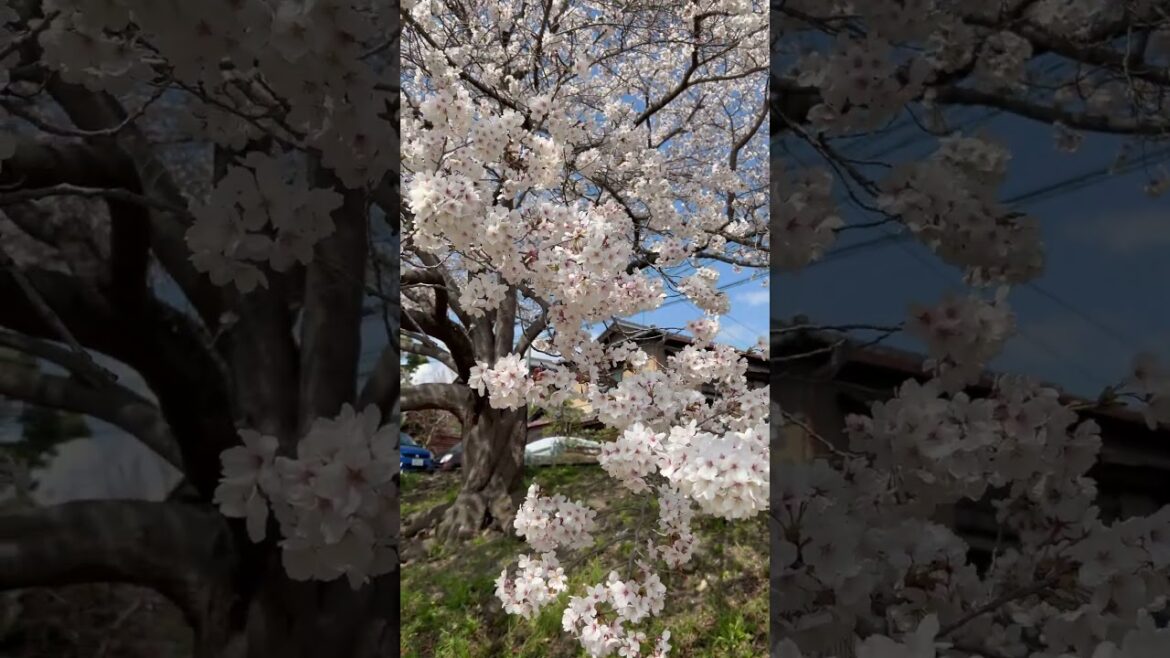 【KYOTO】 Must-See Hidden Nice View Spot – Nagaragi Street 【KYOTO】 Must-See Hidden Nice View Spot - Nagaragi Street