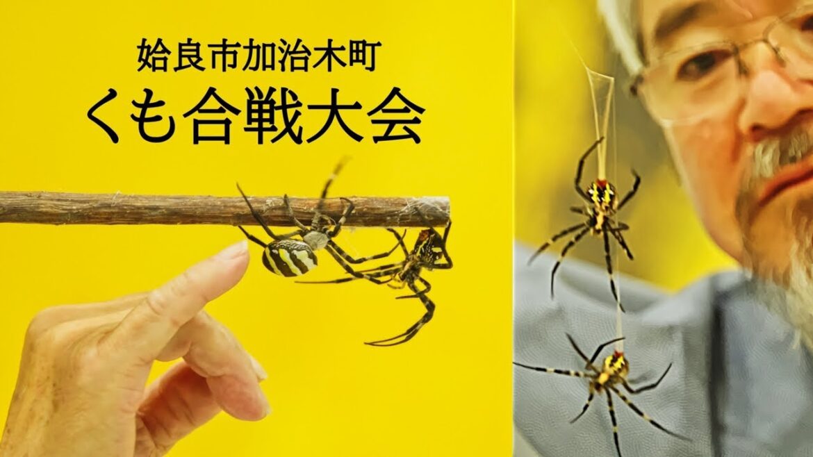 Spider Fighting Tournament in Japan! And I Participated! Explore Make Art. #くも合戦大会 Spider Fighting Tournament in Japan! And I Participated! Explore Make Art. #くも合戦大会