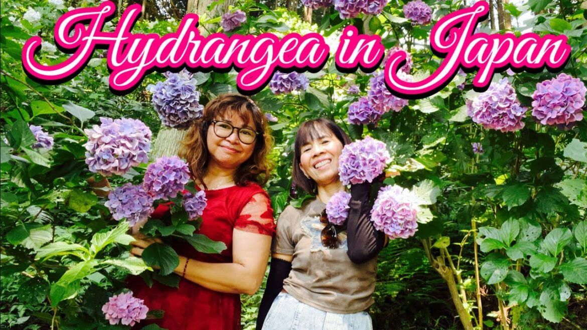 First time to visit beautiful hydrangea farm in Chiba, Japan #hydrangea First time to visit beautiful hydrangea farm in Chiba, Japan #hydrangea