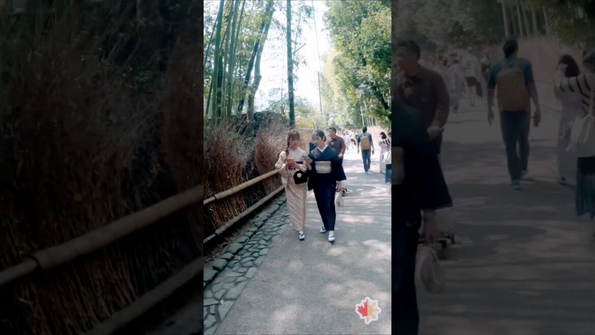 The Arashiyama Bamboo Forest. A must-see spot in Kyoto. #japan #japantravel #bambooforest #kyoto