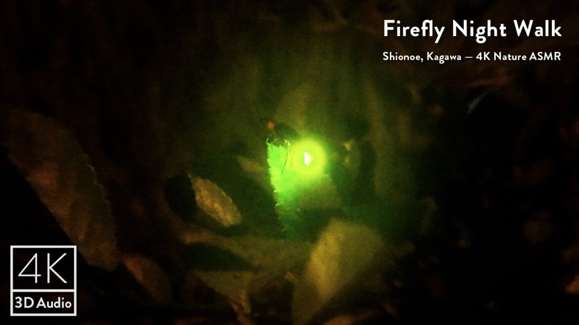 Fireflies in Rural Japan at Night | Shioe Kagawa Walk with Nature Sounds ASMR