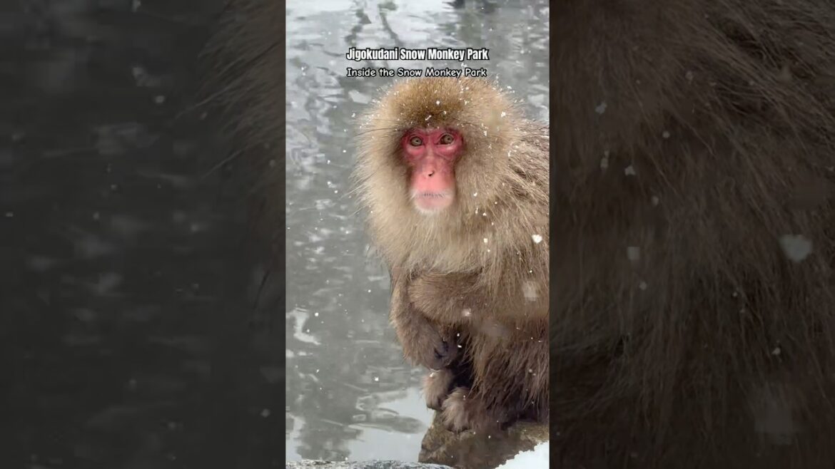 #jigokudani #snowmonkey #nagano #japan #macaque #unesco #worldheritagesite #onsen #hotspring