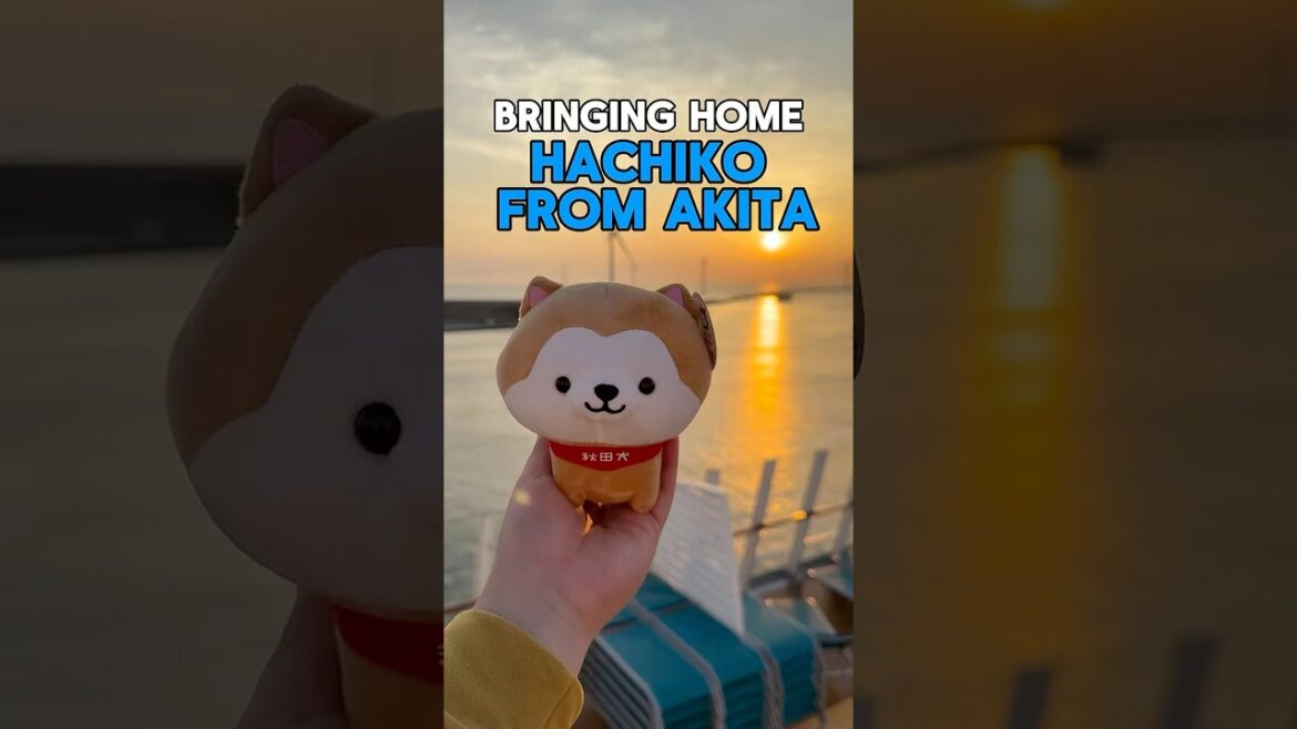 🇯🇵🐕🐾Bringing Home HACHIKO from it’s birthplace, AKITA, JAPAN #hachiko #akita #akitadogs 🇯🇵🐕🐾Bringing Home HACHIKO from it’s birthplace, AKITA, JAPAN #hachiko #akita #akitadogs