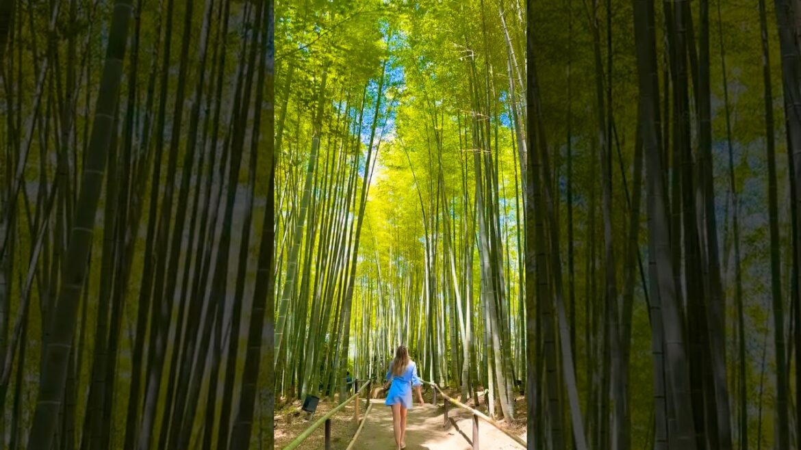 Walk with me in the Kyoto's Arashiyama Bamboo Forest 🎋🎏🎎 #travel #shorts #asmr