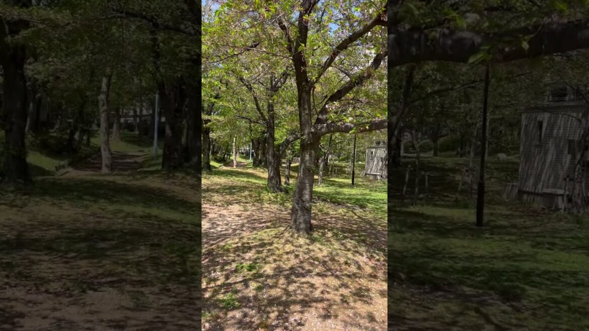 Sakura - Kema Sakuranomiya Park Japan Osaka #shorts