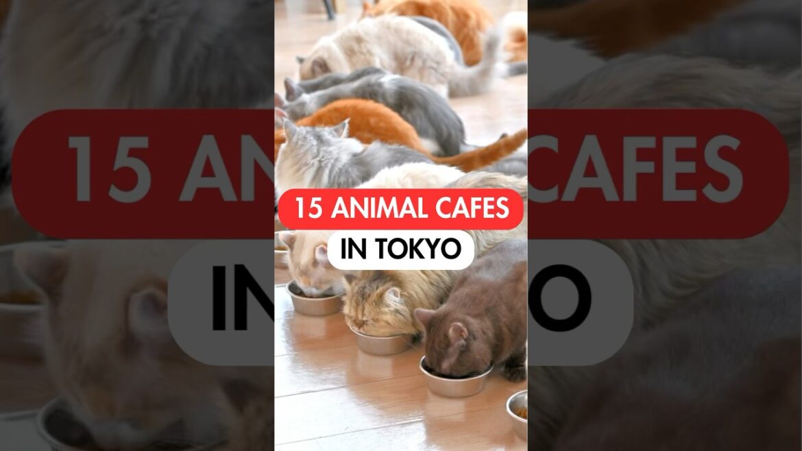 15 BEST ANIMAL CAFES in TOKYO #japan #japantravel #tokyo 15 BEST ANIMAL CAFES in TOKYO #japan #japantravel #tokyo