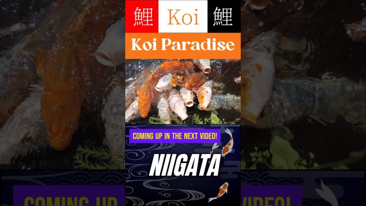 Koi Paradise #koi #koifish #traveljapan Koi Paradise #koi #koifish #traveljapan