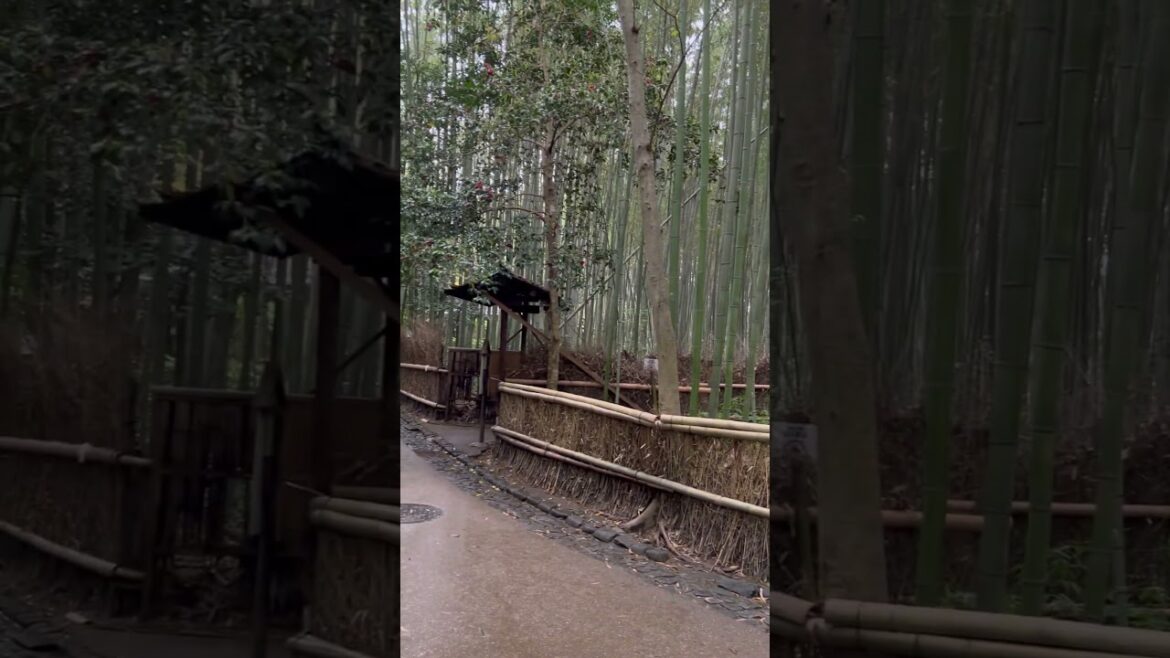 Japan Kyoto - Arashiyama Bamboo Forest - #shorts