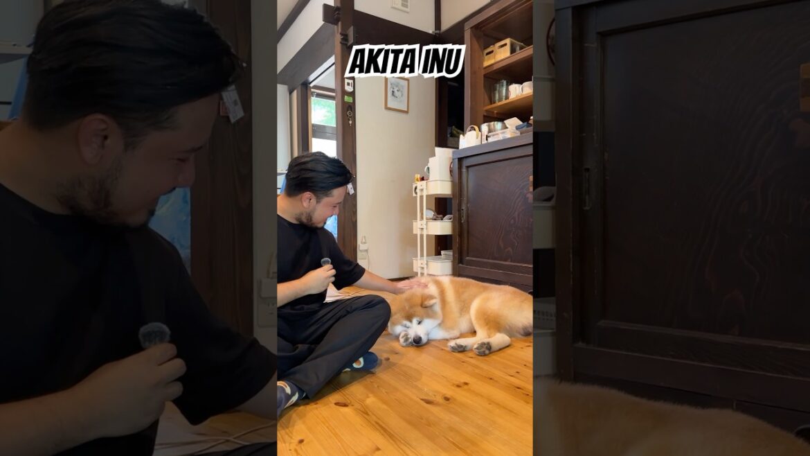 Fo 300 yen, you can pet these super cute Akita Inu at Enishi House!  #SummerOnShorts #travel #japan