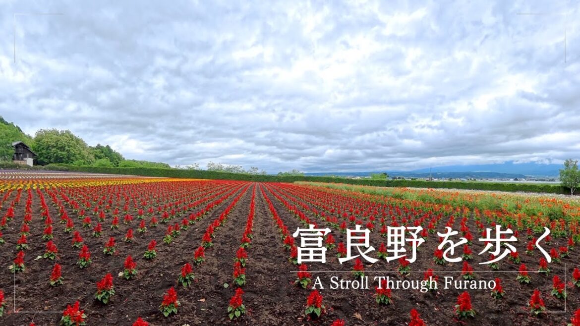 【2025年6月中旬の富良野】ラベンダーと初夏の色をめぐる旅【風景】 【2025年6月中旬の富良野】ラベンダーと初夏の色をめぐる旅【風景】