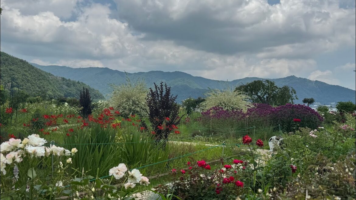 Lake Kawaguchiko Oishi Park🇯🇵Live from Japan Lake Kawaguchiko Oishi Park🇯🇵Live from Japan