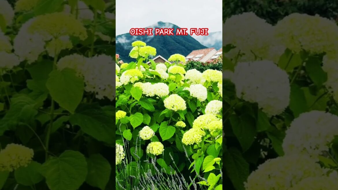 Mt. Fuji  on a rainy day!  #mtfuji #travel #japan #park #oishi #trendingshorts