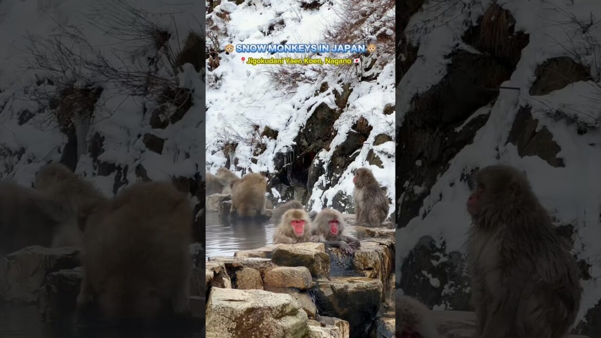 Snow Monkey in Japan 🇯🇵❄️🙈🙊 #japantravel #snowmonkey #naganoprefecture #nagano