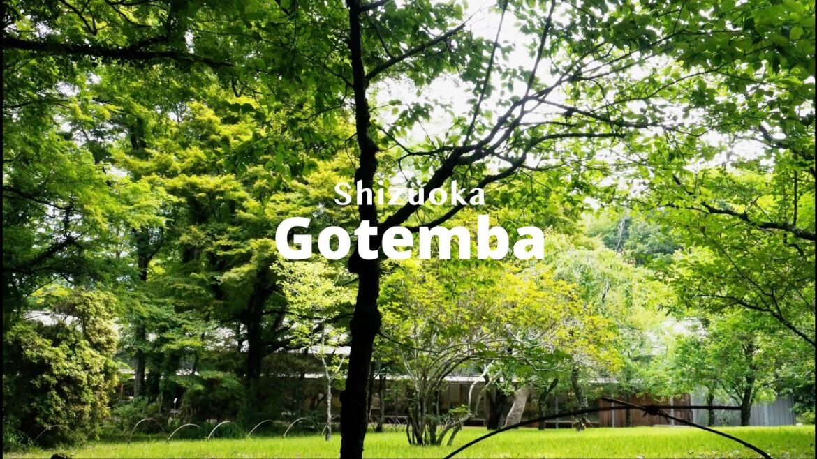 Wandering Through Gotemba: Bamboo Serenity and the Taste of Tradition