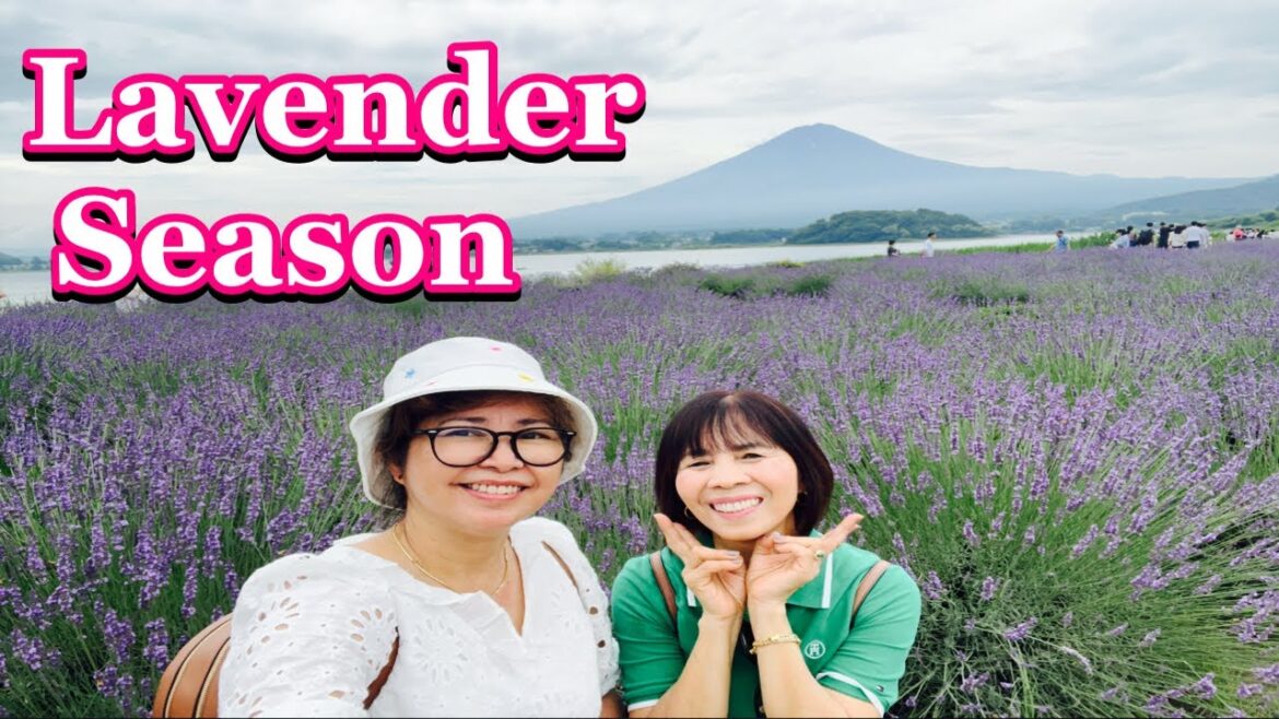 Beautiful flowers in Lake Kawaguchiko #flowers #lavender