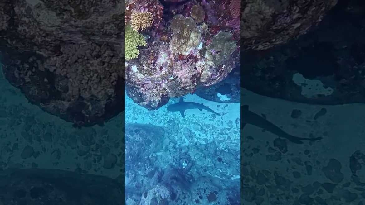 White tip reef shark cruising in the shallow of Nakijin water – Okinawa White tip reef shark cruising in the shallow of Nakijin water - Okinawa