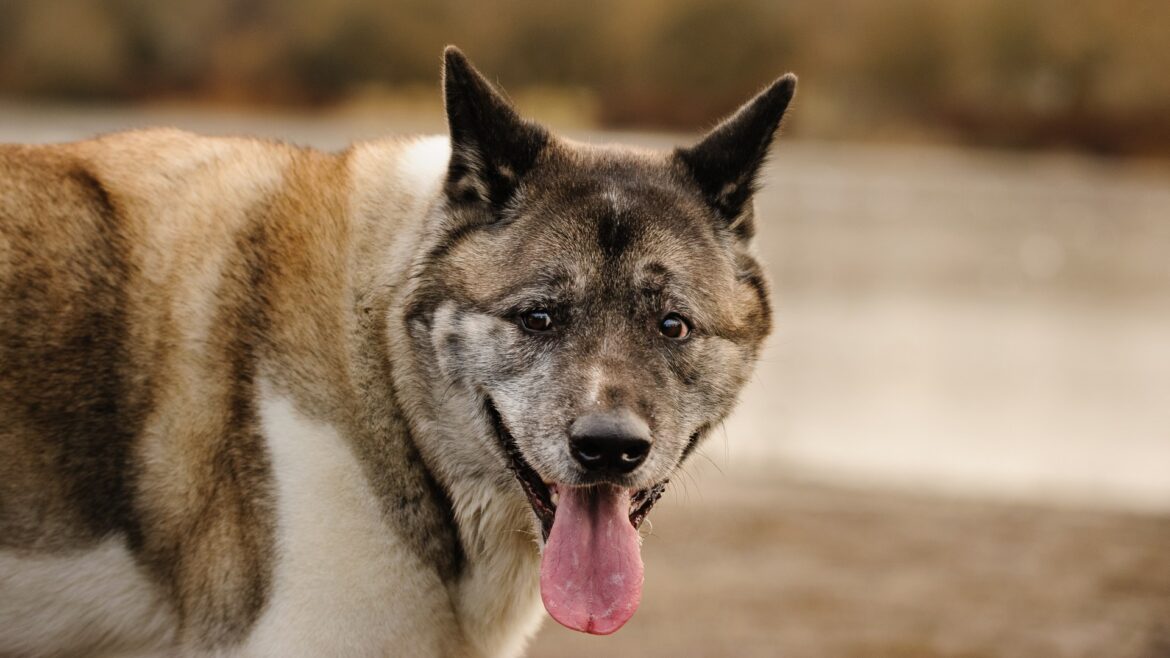 Gruesome pics show woman covered in blood after Japanese Akita bit her 4 TIMES in horror attack outside home
