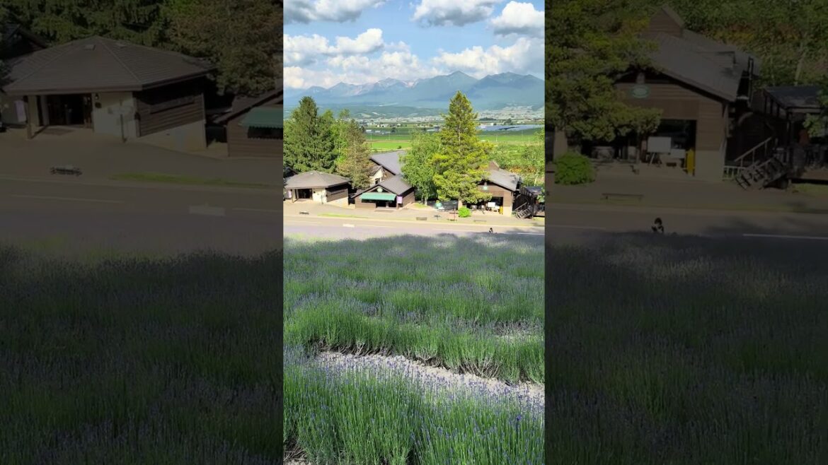 Farm Tomita (Hillside)