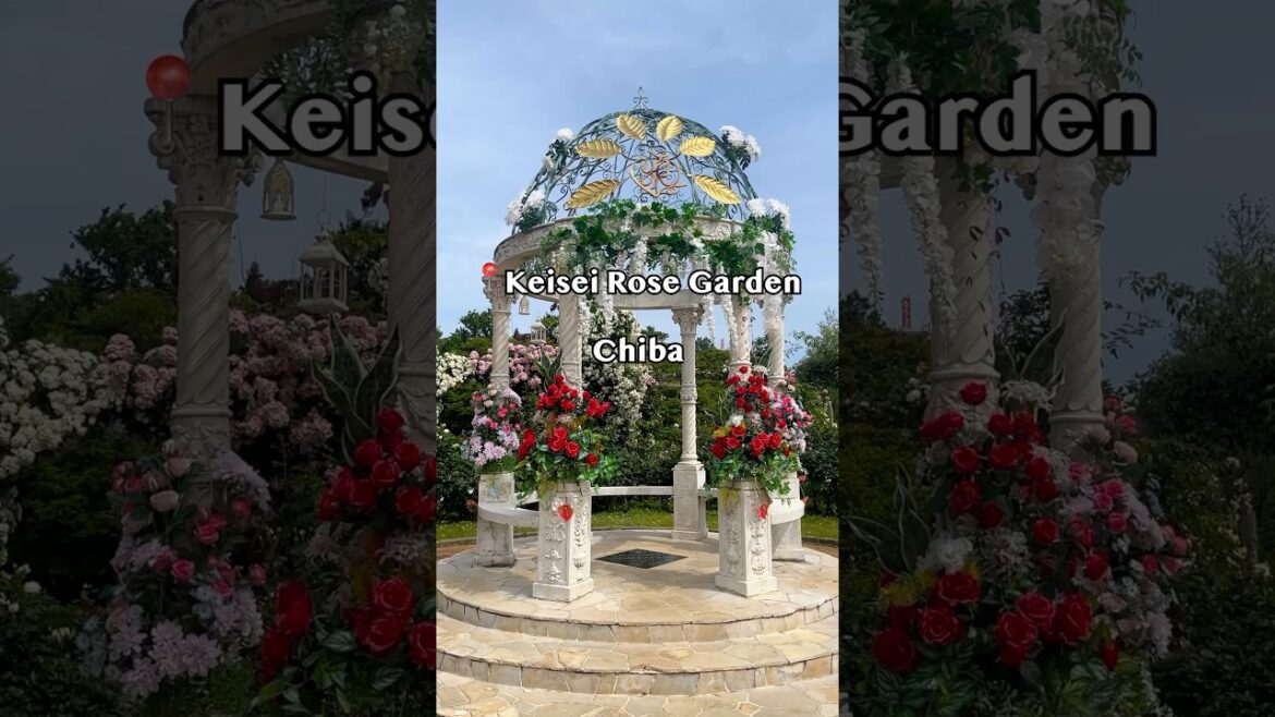 🌹 Keisei Rose Garden(京成バラ園– 千葉) 🌹 Keisei Rose Garden(京成バラ園– 千葉)