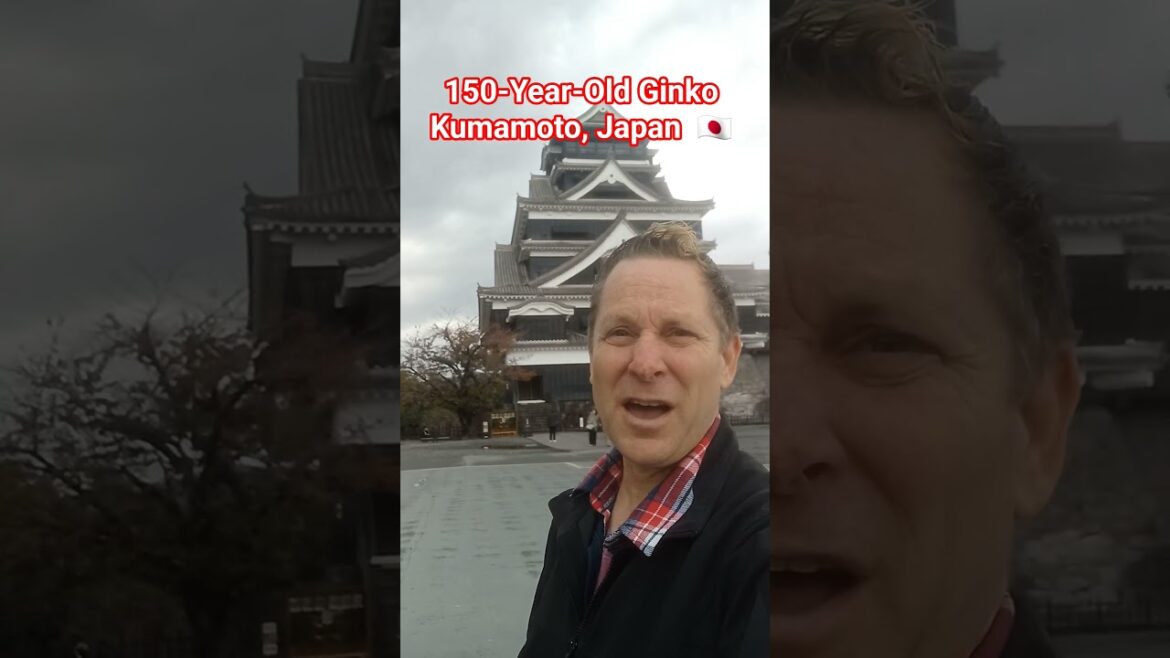 🇯🇵GORGEOUS GINKO Tree Kumamoto Castle Kumamoto, Japan #kumamoto #japanesecastle #japantourism #ginko