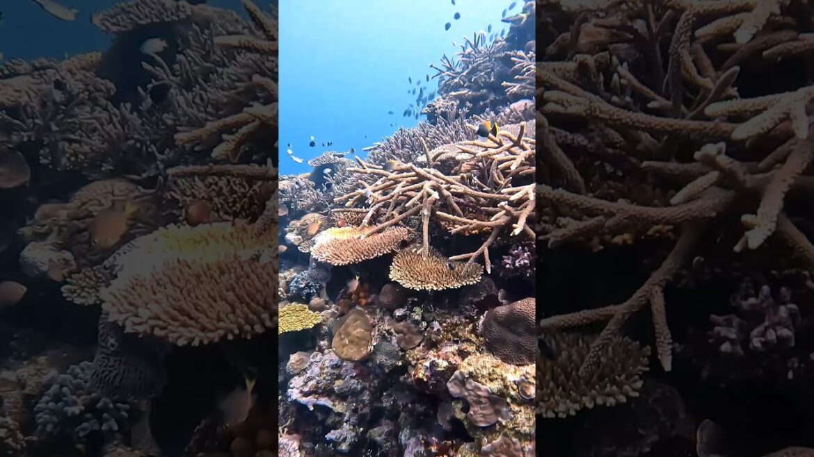 Heart rock dive site with its amazing reef 🤩 Kouri island - Okinawa