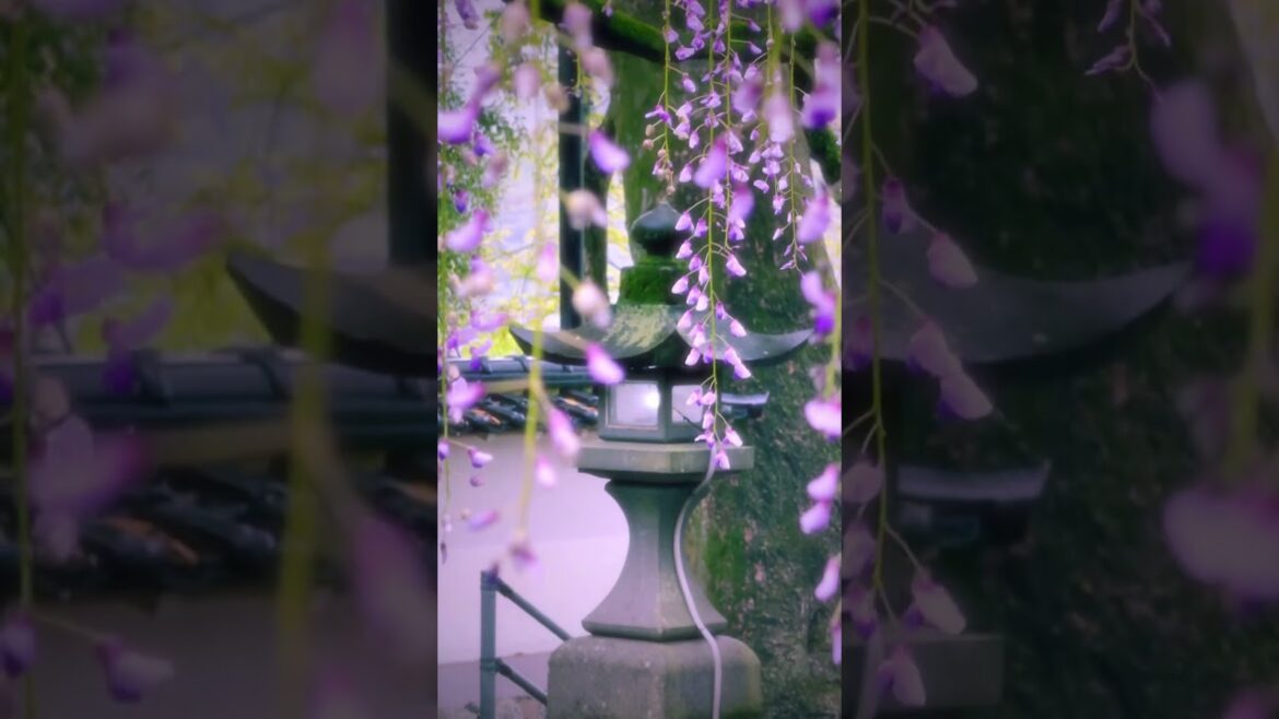 Fujiyama Shrine / 藤山神社　#travel #traveljapan #japantravel #japan #旅行 #nagasaki #長崎 #九州 #藤の花 #神社