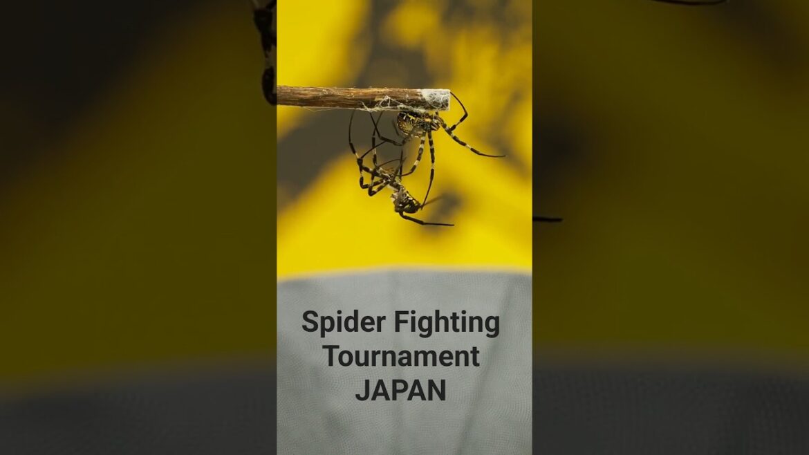 Spider Fighting Tournament in Japan! #くも合戦大会 Spider Fighting Tournament in Japan! #くも合戦大会