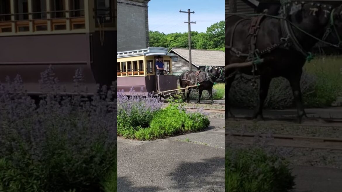 TeamLeip Horse Drawn Trolly #teamleip #travel #slowtravel #hokkaido #sapporo #historicalvillage