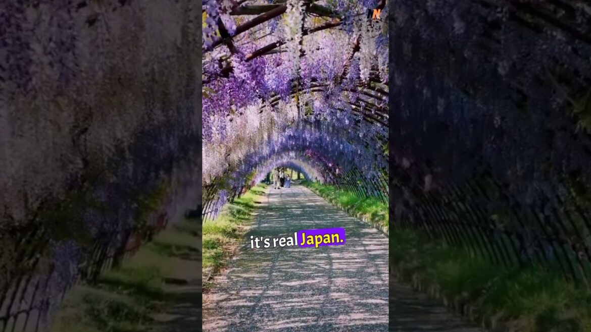 “Is This Real? Japan’s Tunnel of Light!” 🌸✨ #shorts #nextnuggets #trending #viral #wisteriatunnel “Is This Real? Japan’s Tunnel of Light!” 🌸✨ #shorts #nextnuggets #trending #viral #wisteriatunnel